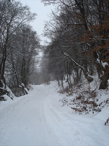 zasnežený les