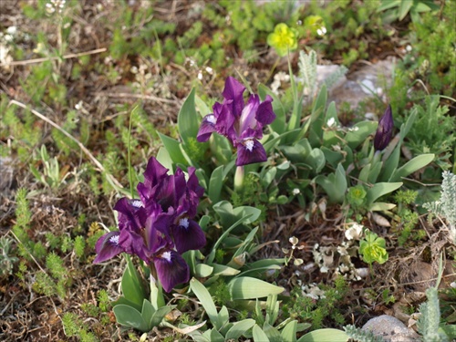 divé kosatce, Kaliakra, BG