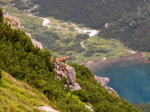 Kamzik nad Zelenym plesom