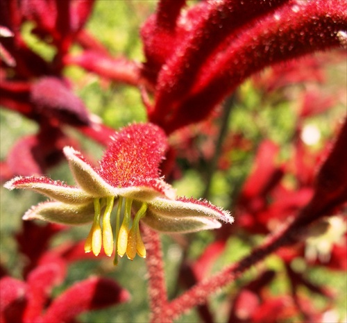 Australska flora