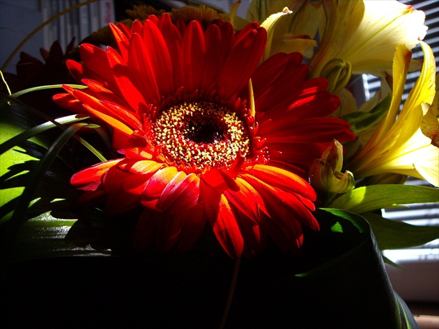 Gerbera...