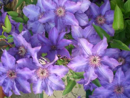 Clematis