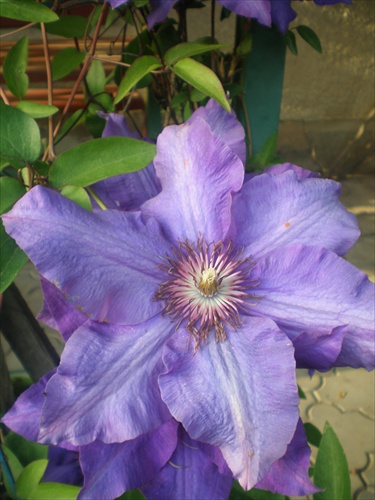 Clematis