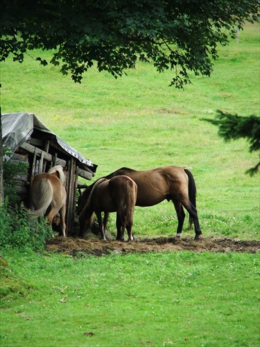 Šumava....