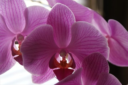 Orchidea