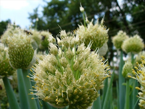 cibuľa