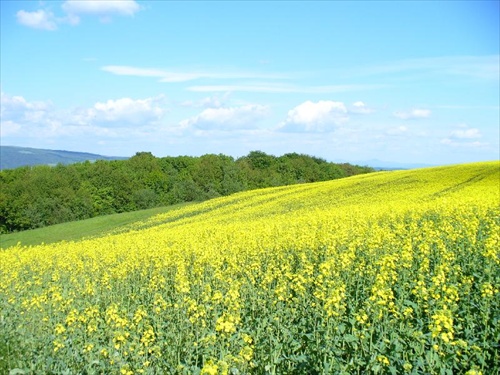 modro-zeleno-žltá