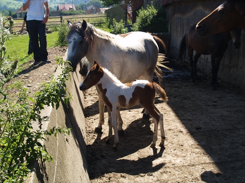 týždňová s mamou