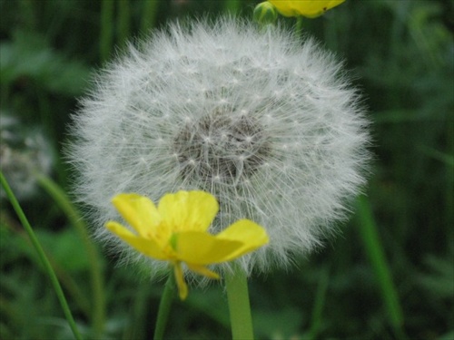 dandelion