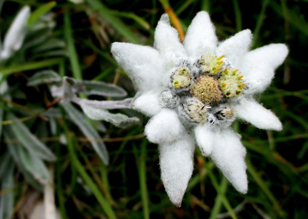 Plesnivec alpínsky