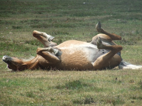 happy horse