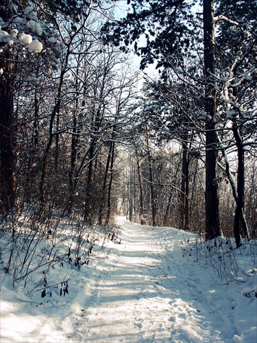 winter path