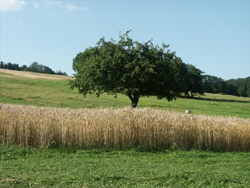 Jabloň