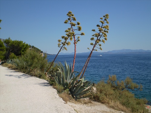 aloe vera v kvete ...