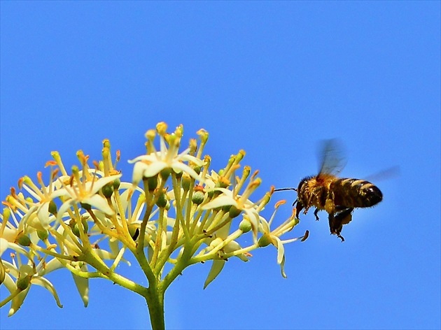 včela