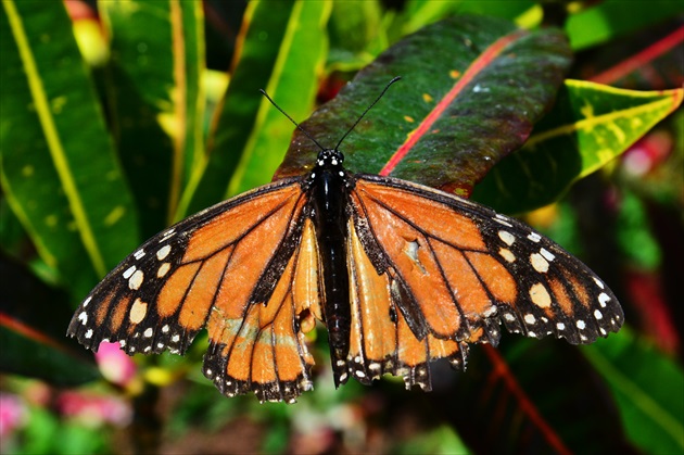 motyl