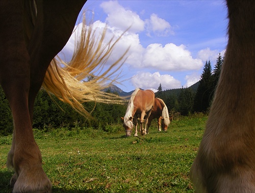 ležím pod koňom, a je mi dobre