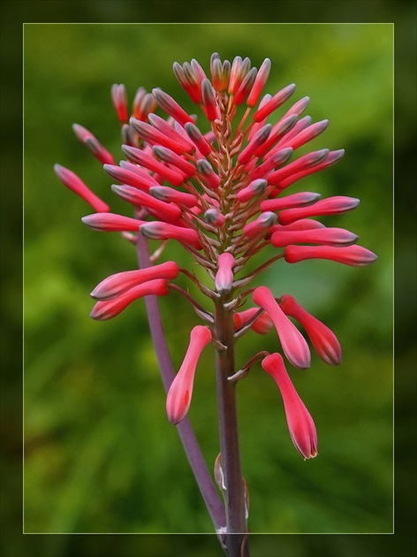 Aloe Vera blomma