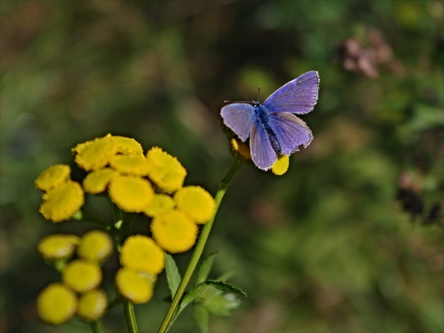 Vyhrievanie