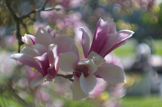 Magnolia