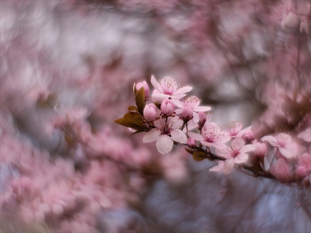 Keď rozkvitne Sakura