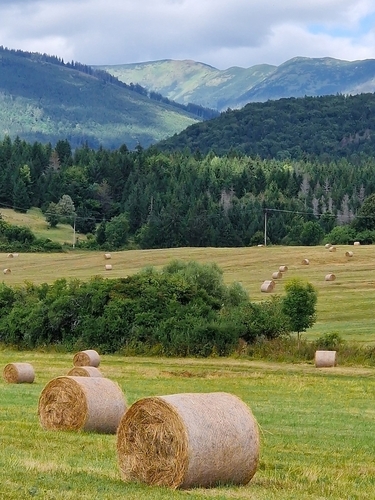 Na horských lukach.