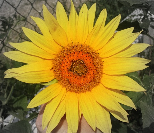 sunflower