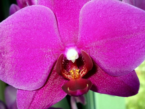 orchidea