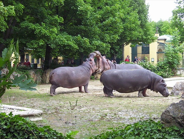 veľké dohováranie