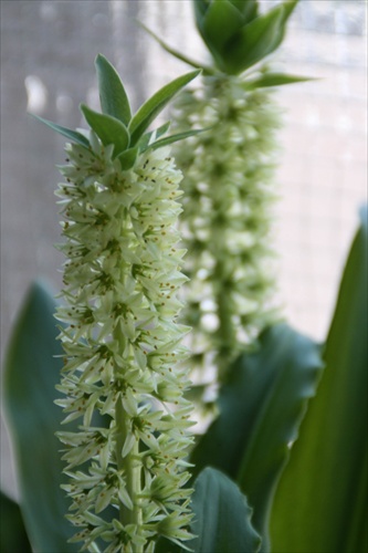 Eucomis