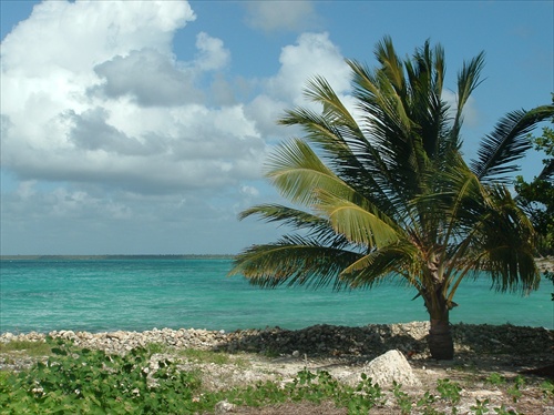 saona island