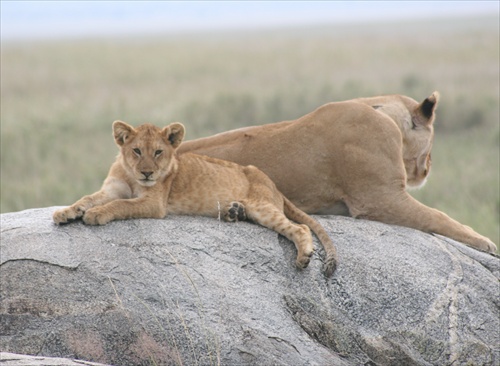 siesta