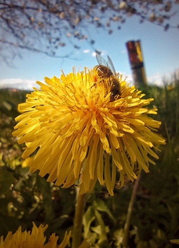 ...usilovnosť v zábere 🐝