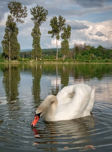 ...kráľovská Výsosť...👑🦢