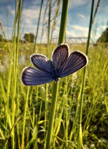 Modráčik čiernoobrúbený 💙🦋🖤