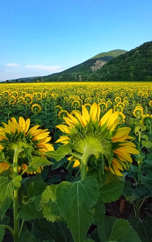 Na koncerte... 🎶 Lány žltých slnečníc...🌻