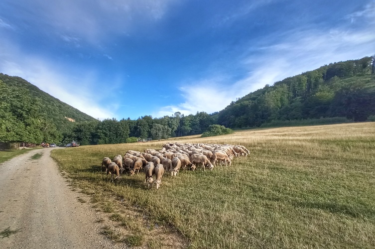 Naše rýdzo slovenské 