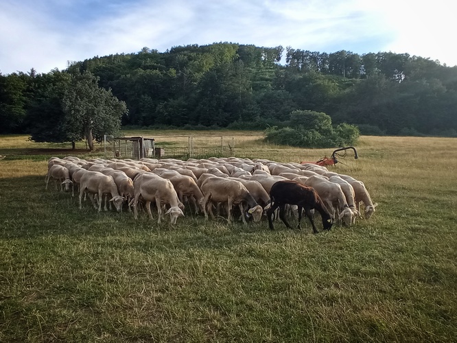 Čierna ovca rodiny