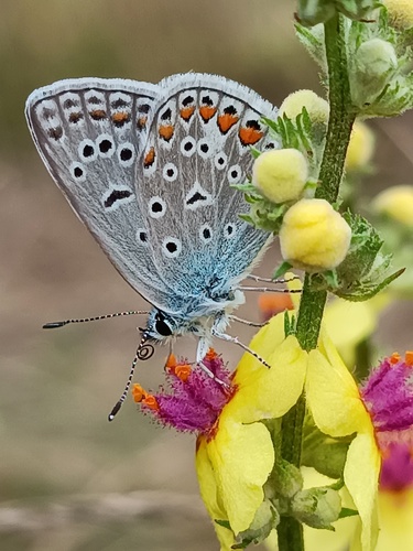 Modráčikové raňajky 🦋