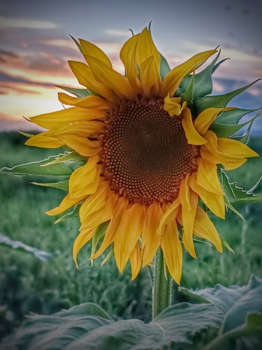 Rozlúčková...🌻