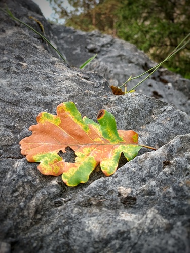 L'automne...🍁