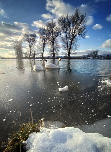 🦢 Prejtské Veličenstvá