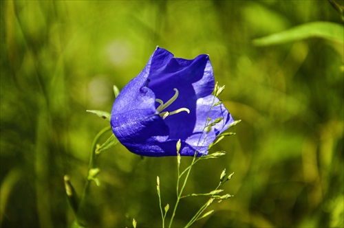 Campanula persicifolia