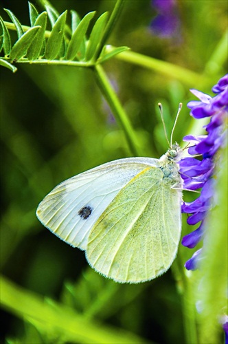 Pieris brassicae