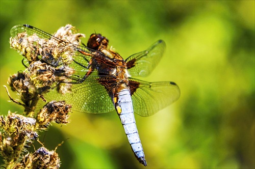 Libellula depressa (vážka ploská)