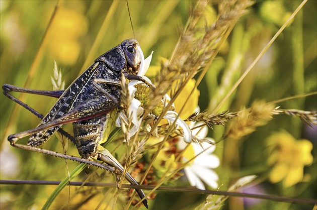 Decticus verrucivorus (kobylka hryzavá)