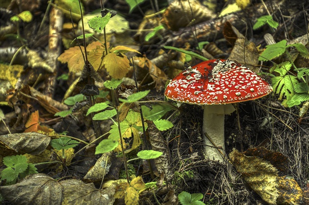 Amanita muscaria