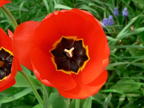 Tulip