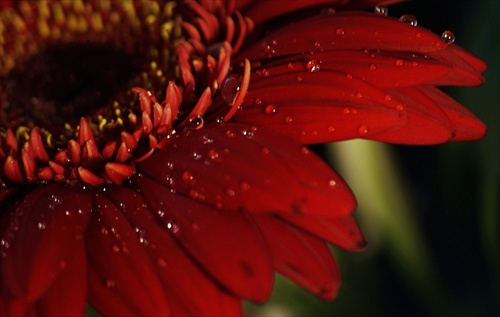 gerbera 1