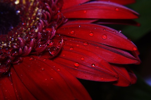 gerbera 2